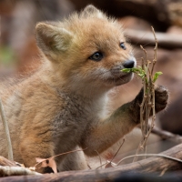 Fox cub