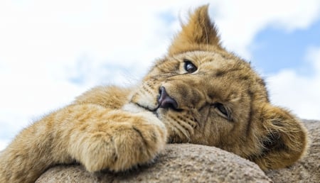 Lion cub - animal, cub, paw, cute, lion