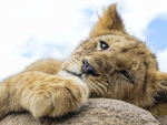 Lion cub