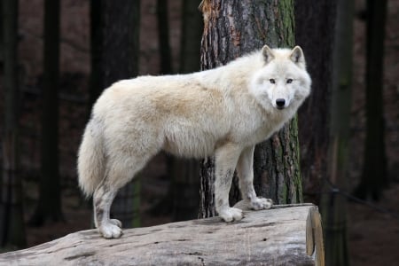 Wolf - lup, white, animal, wolf