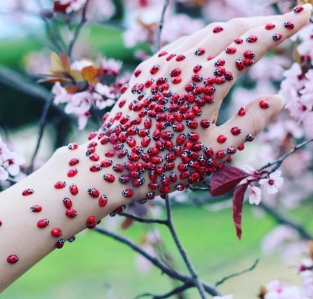 â™¥ - woman, ladybug, red, hand, insect, blossom, flower, spring