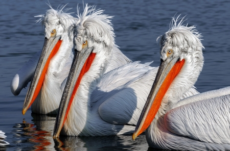 Pelicans - white, summer, pelican, pasare, water, trio, orange, vara