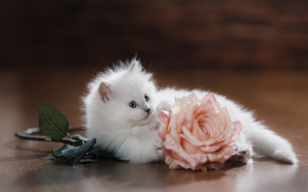 :) - white, animal, pisica, kitten, cute, rose, pink, cat