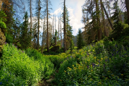 Rio Grande County - fun, trees, nature, Rio Grande County, forest, cool