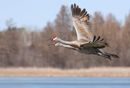 Cranes - sandhill cranes, couple, wings, bird, pasare