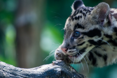 Leopard cub - animal, cub, leopard, cute