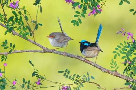 Birds - couple, branch, blue, green, flower, pasare, bird