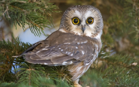 owl - beautiful, wildlife, owl, birds