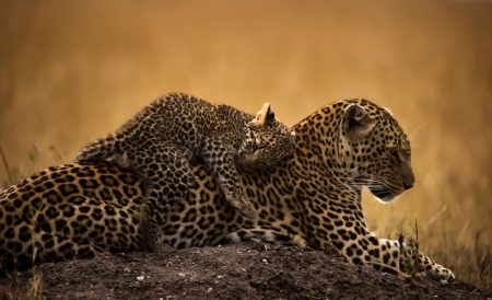 mama and baby - big, leopard, cats, babt, wikdlife