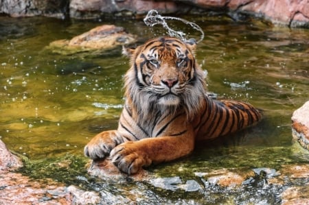 hello - water, wildlife, tiger, cats