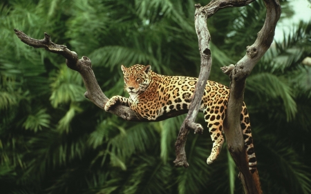 hanging around - big, leopard, cats, tree, wildlife