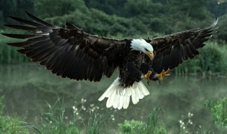 in flight - flying, eagle, birds, beautiful