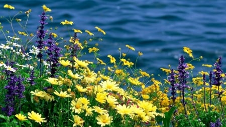 Wildflowers by the Water - flowers, wildflowers, water, Spring