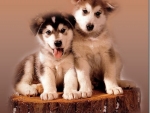 Huskies