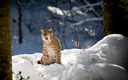 Lynx - winter, nature, cats, snow, lynx, animals