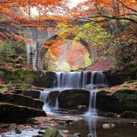 forest waterfall