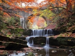 forest waterfall