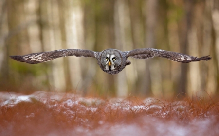 owl - animals, bird, cool, fun, owl