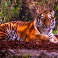 tiger