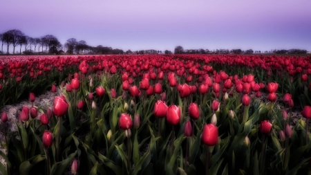 tulips - nature, fun, cool, tulips, flowers