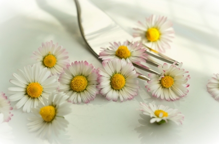 ♥ - daisies, abstract, flowers, soft