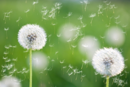 ♥ - abstract, dandelion, photography, soft