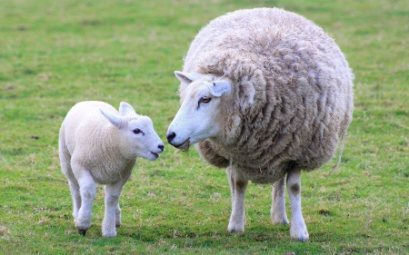 Mom And Baby - Grass, Animals, Sheep, Lamb, Mother, Baby