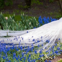 Albino Peacock And Blue Flowers