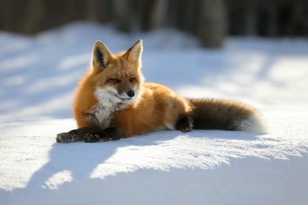 Red Fox Having Some Me Time - fox, outdoors, animals, snow