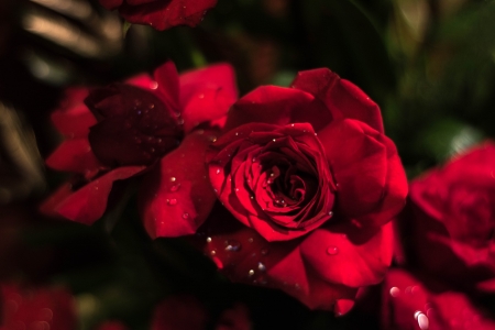 Red Roses - flowers, red, roses, petals