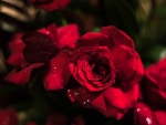 Red Roses