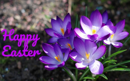 Happy Easter - nature, easter, crocus, flowers