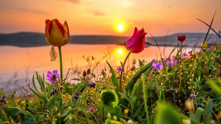 Flowering Wild Tulips at Sunset - tulips, sunset, nature, sea, lake, wild, sky