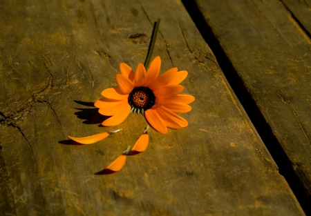 ❤ - abstract, photography, orange, flower, pink