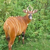 Mountain Bongo (antelope))