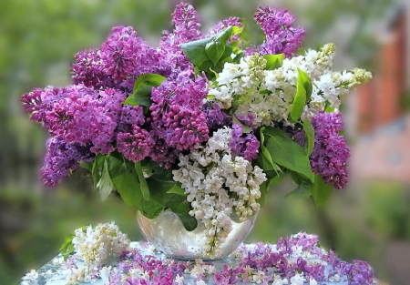 Lilacs - flowers, blossoms, spring, bouquet