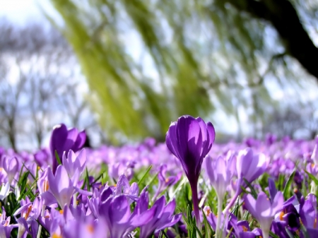 Spring Flowers - blossoms, field, trees, crocuses