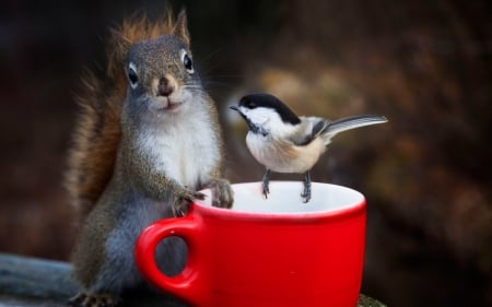 Sharing - bird, veverita, animal, funny, red, pasare, cute, squirrel, cup