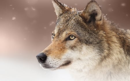 Wolf - lup, winter, animal, wolv, face