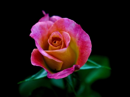 Lovely Rose - nature, macro, petals, leaves, bud, rose, flower