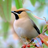 Small Bird on the Branch