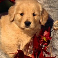 Golden Puppy in the Tree