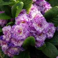 Primrose