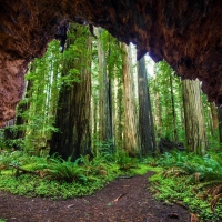 Sequoia National Park