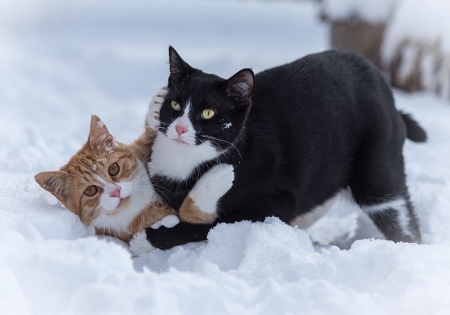 Winter hug - black, winter, pisica, iarna, couple, hug, cat