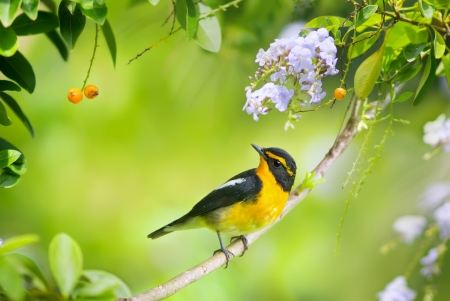 Bird - flower, pasare, bird, spring, yellow, branch, green