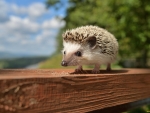 Little Hedgehog