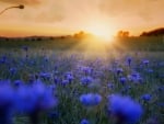 Sunset Over the Cornflowers Field