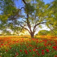 Texas wildflowers at sunset