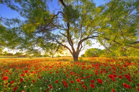 Texas wildflowers at sunset - freshness, austin, texas, sunset, spring, wildflower, pretty, beautiful, tree